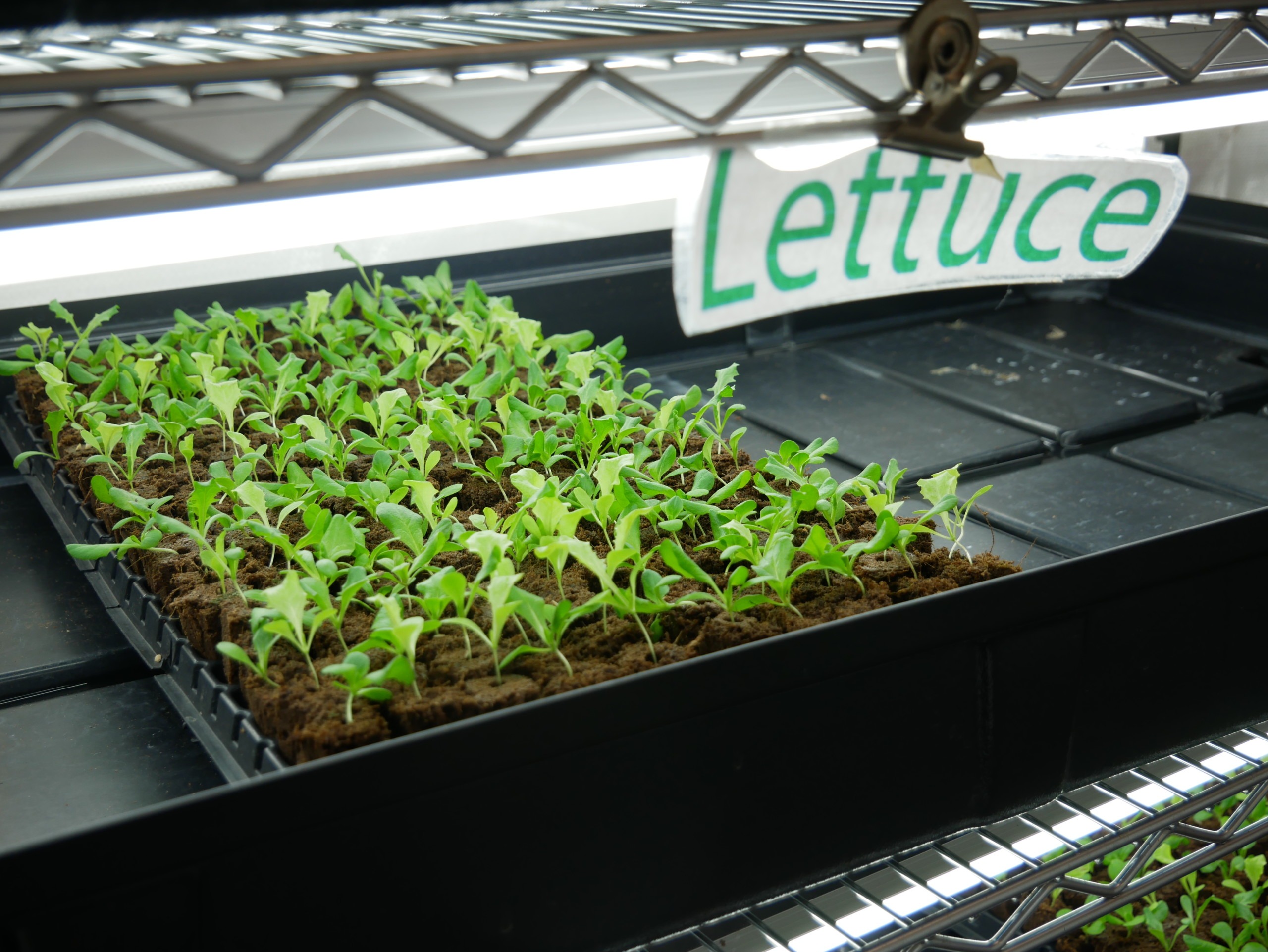 baby lettuce plans in a tray