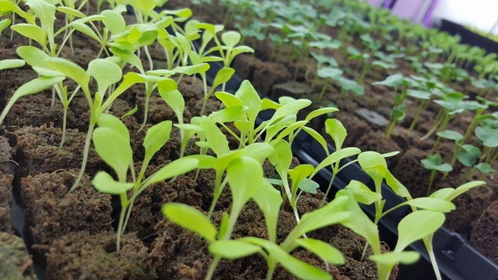 a tray of green seedlings